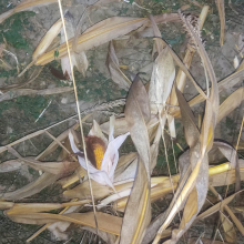 Poorly harvested maize