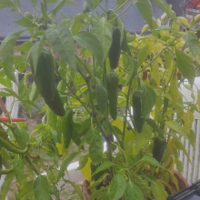 Jalopeno chilli