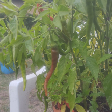 Cayenne chilli