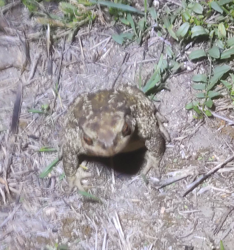 Handsome toad
