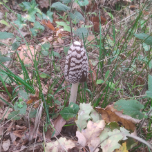 Shaggy inkcap