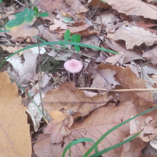 Small pink mushroom