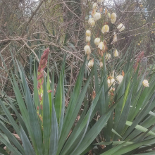 Unseasonal yukka flowers