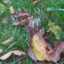 Spindly fungus