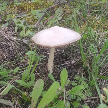 Mushroom in the meadow