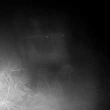 Boar snout