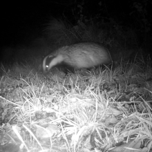 Badger at night