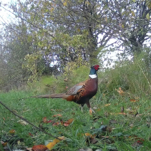 Cock pheasant