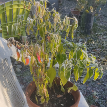 Frosted chilli