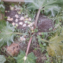 Frosted rhubarb