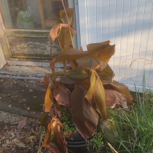 Frosted cannas