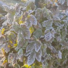 Frosted hop