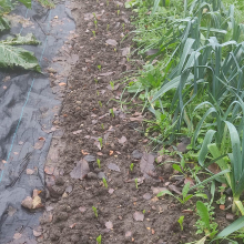 Broad bean shoots