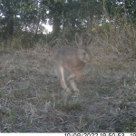 Running hare