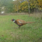 Fine pheasant