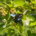 Carpenter bees