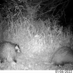 Two badgers