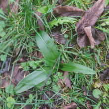 Orchid rosette