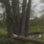 Storm diego damage