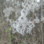 Frosted old mans beard