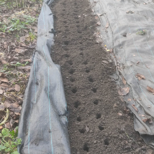 Sowing broad beans