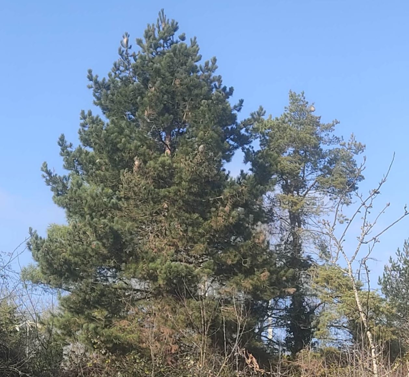 Pine processionary nests