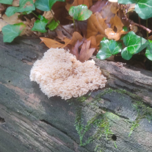 Unidentified mushroom 2