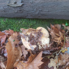 Unidentified mushroom 1