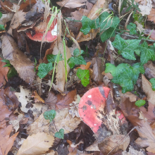 Fly agaric type