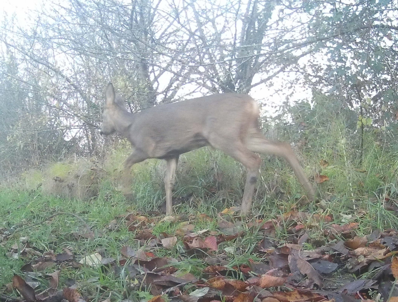 Passing deer