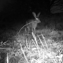 Winter hare