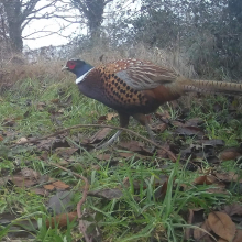 Male pheasant