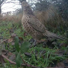 Female pheasant