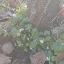 Snowdrops and white violets