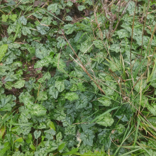 Cyclamen leaves