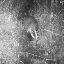 Questing badger