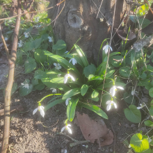 Brilliant snowdrops