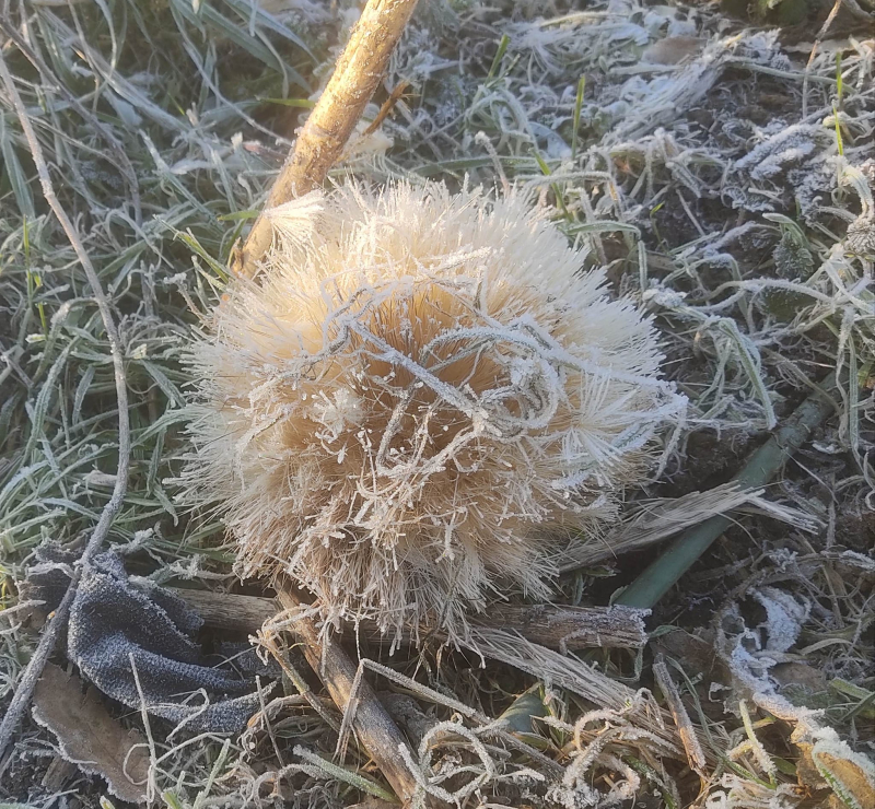 Frosted artichoke flower