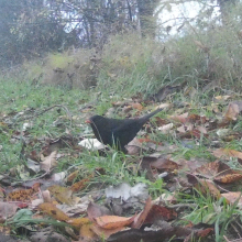 Bird blackbird 4