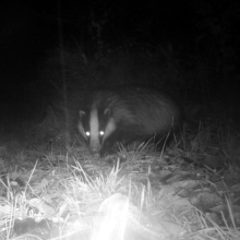 Animals badger 2