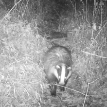 Animals badger 4