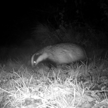 Animals badger 1