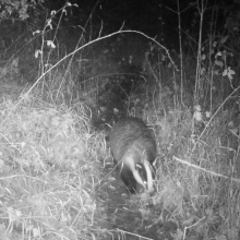 Animals badger 3