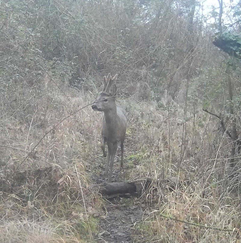 Animals deer 4