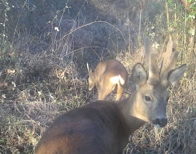 Animals deer 1