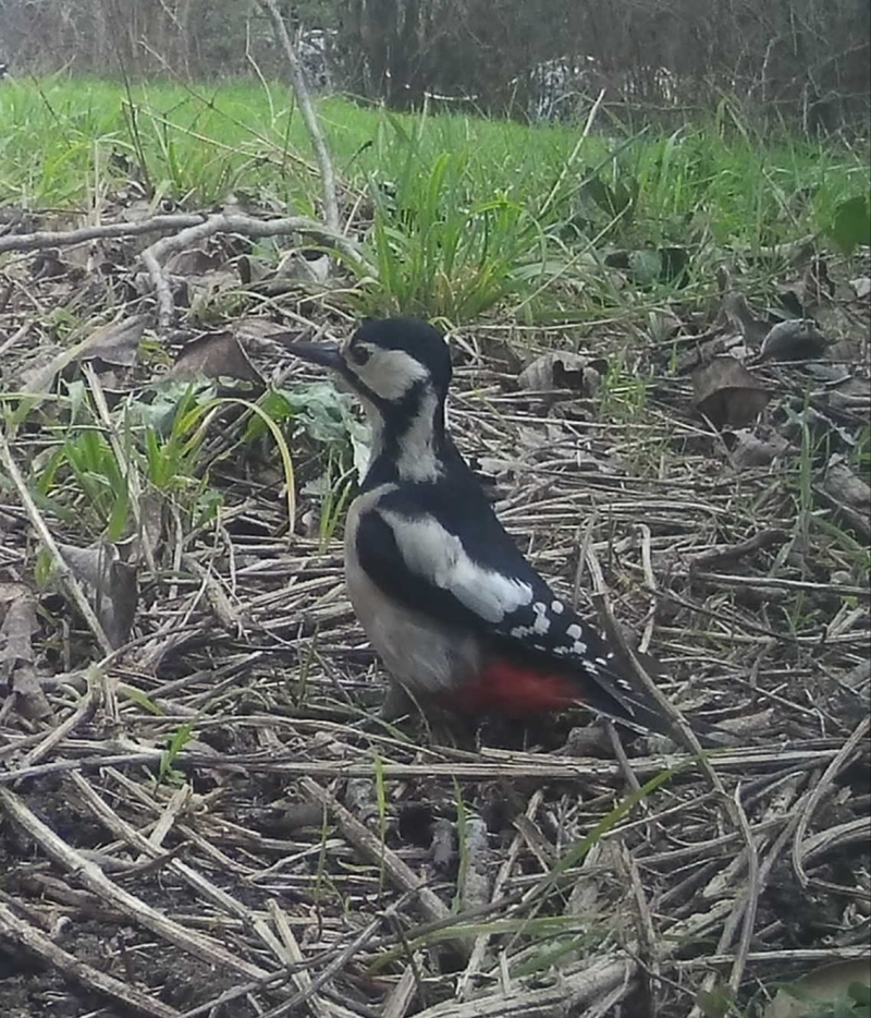 Woodella woodpecker