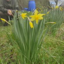 Fancy daffs