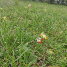 Fancy cowslips