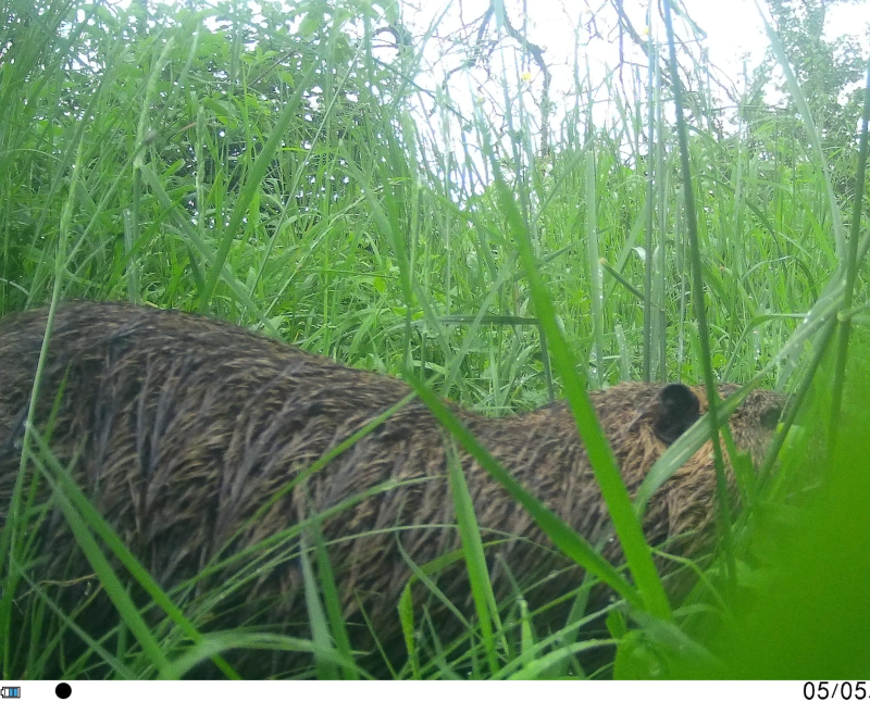 Suspected coypu