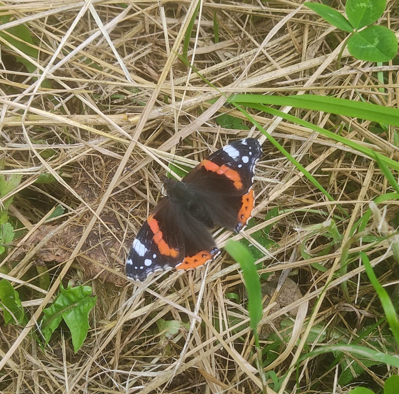 Red admiral basking